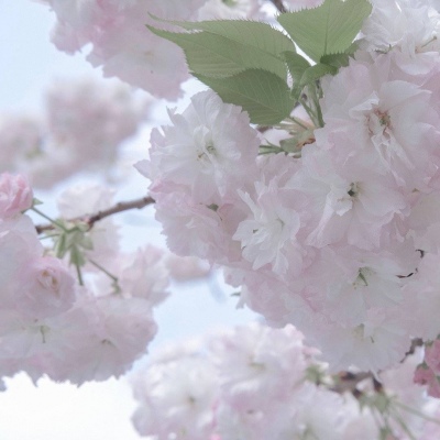 兽设花海场景绘制FurryQQ群